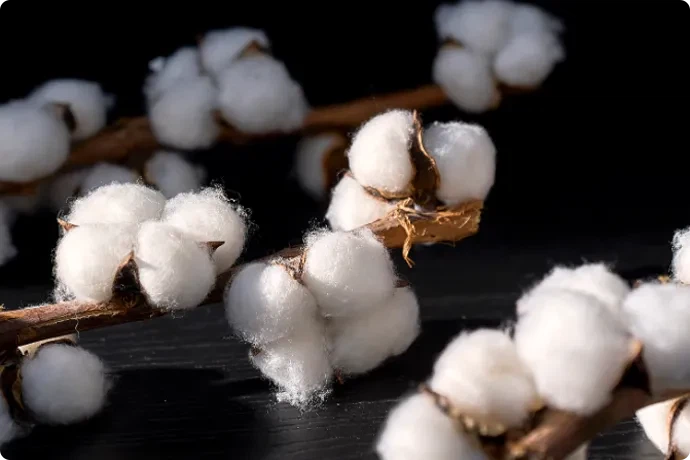 Cotton